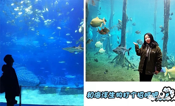 iMEISEN宜美森新年珠海长隆团建，以更好的状态决胜2019