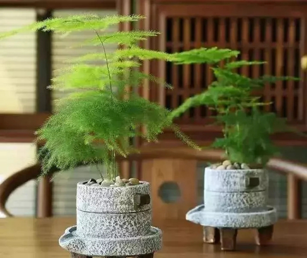 孚太壁布壁纸：用这些方法搭配花木绿植，整个家颜值瞬间提升！