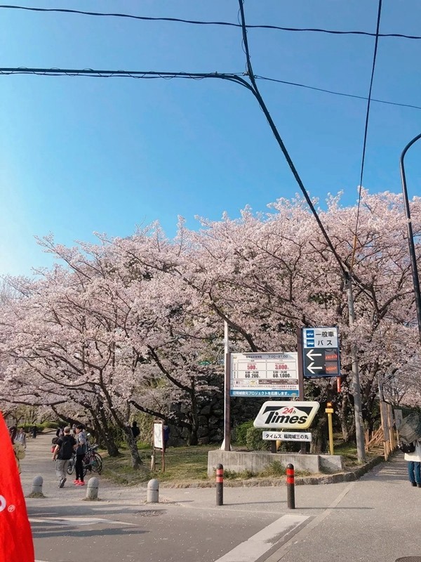 索弗仑壁纸经销商日本邮轮之旅圆满结束,共同领略异国风情!