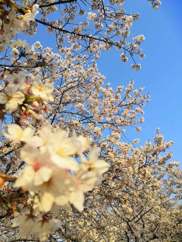 索弗仑壁纸经销商日本邮轮之旅圆满结束,共同领略异国风情!