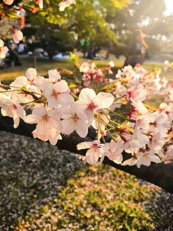 索弗仑壁纸经销商日本邮轮之旅圆满结束,共同领略异国风情!