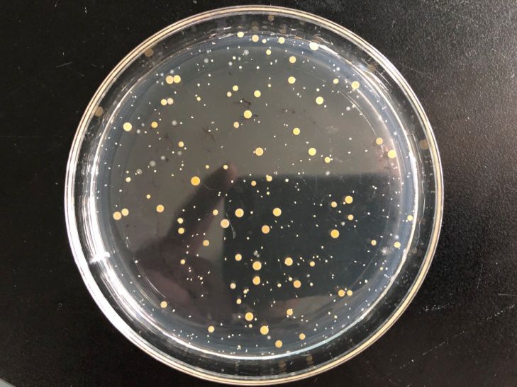雅洁抗菌智能锁与专业微生物检测机构共建抗菌实验室