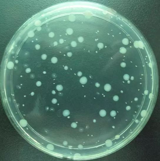 雅洁抗菌智能锁与专业微生物检测机构共建抗菌实验室