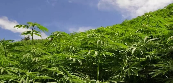 雅戈尔：墙布黑科技 汉麻