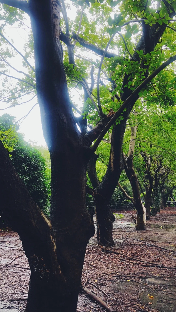 慕宸生活夏日团建 在拓展中寻找向上的力量