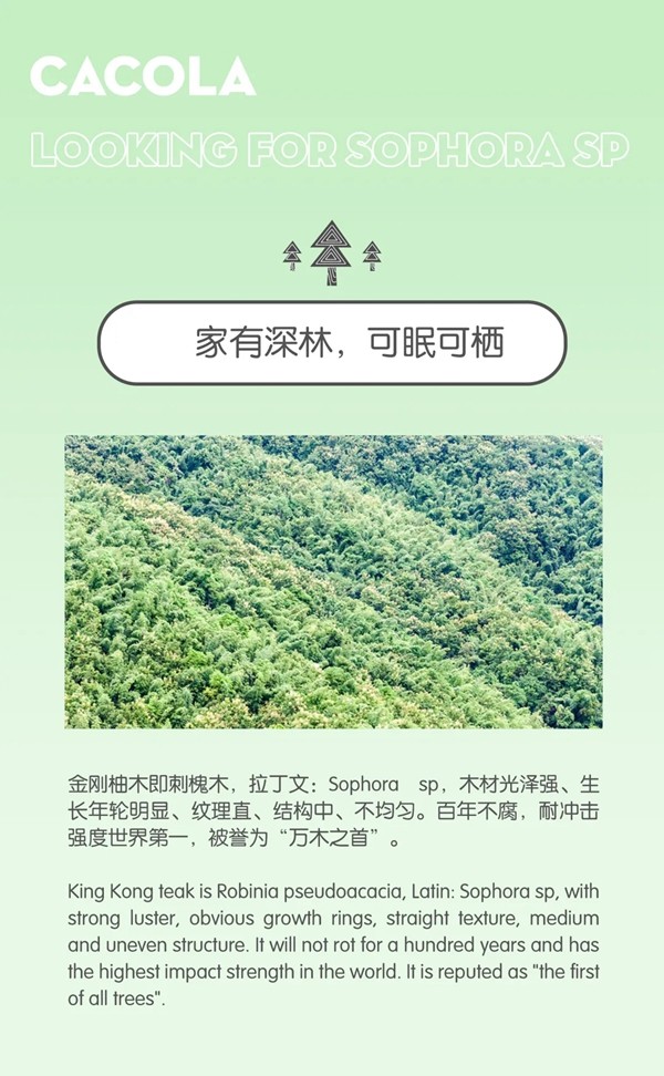 佳佳乐寻木之旅：生生不息的静谧生长