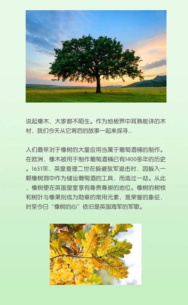 佳佳乐寻木之旅：生生不息的静谧生长
