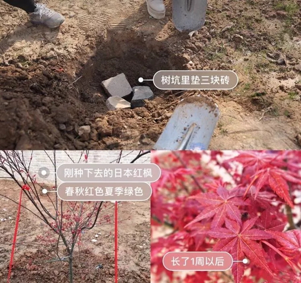 杜威艺术壁材：花光5年积蓄 她却引50W＋网友点赞……