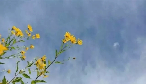 杜威艺术壁材：花光5年积蓄 她却引50W＋网友点赞……