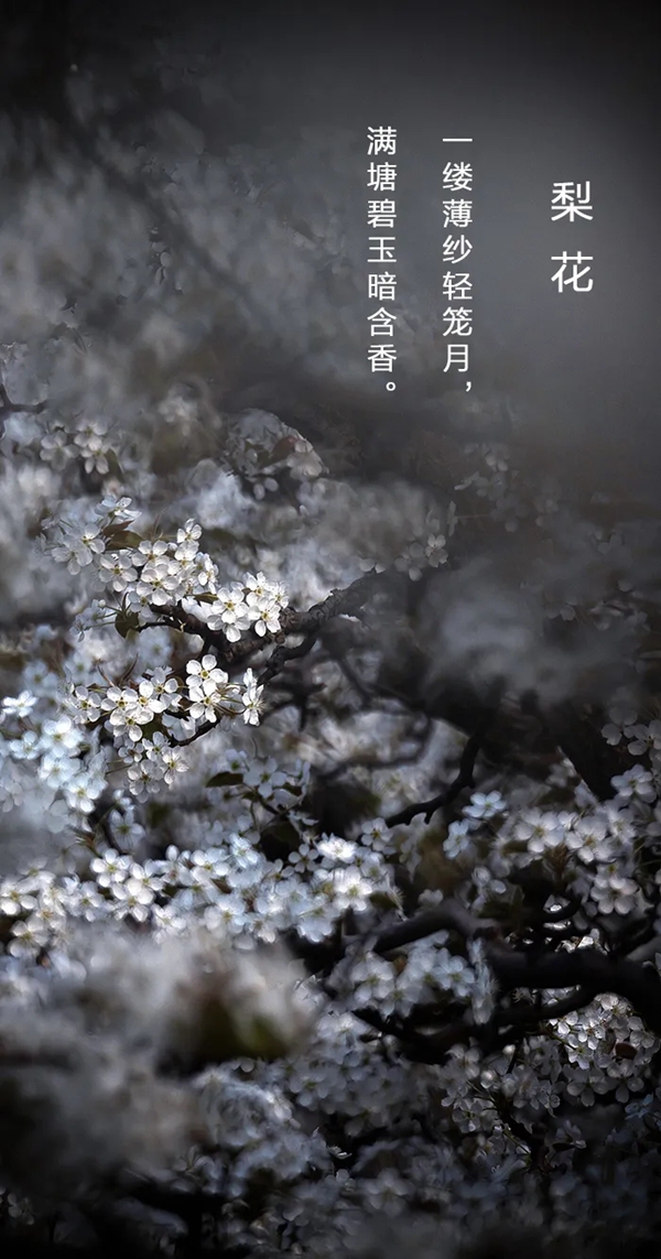 雅菲壁布独幅新品—轻笼月