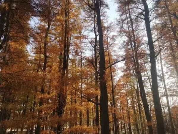 固诺家居高端定制论坛暨商学院 启动仪式完美收官
