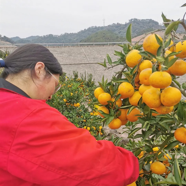 金桔送福 群喜木门打响年末冲刺战役