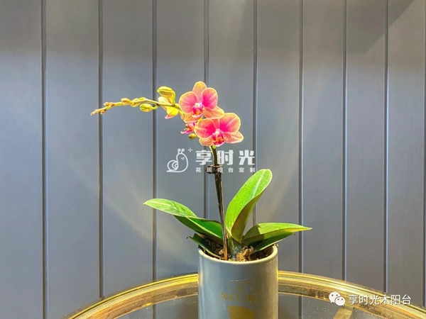 享时光木阳台:有温度的阳台品牌,用品质和服务引领未来 享时光木阳台:有温度的阳台品牌,用品质和服务引领未来