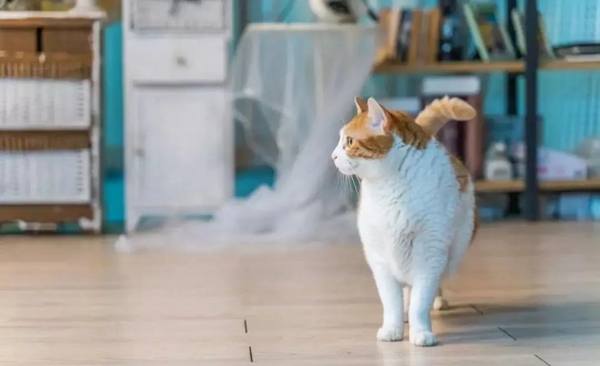 好太太:智能锁怎么能防猫眼? 好太太:智能锁怎么能防猫眼?