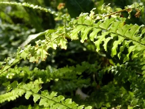格屋案例：中科院植物所研发中心二期