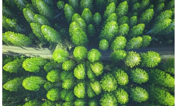 缇绣定制软装：比起植树，我更想“氧”你！