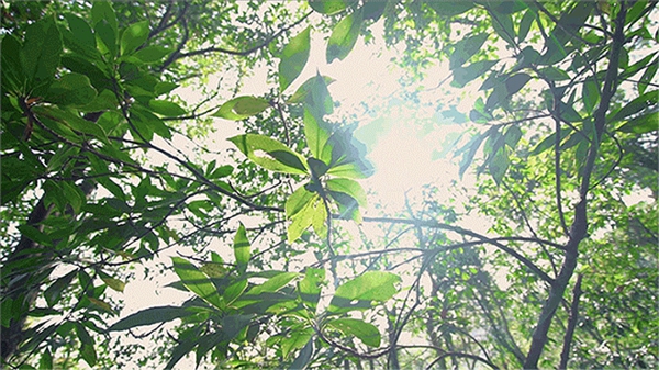 贝拉之家：绿意 | 底色