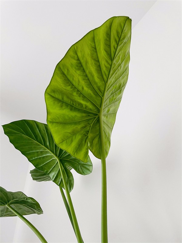欧神诺瓷砖 | 适合小满节气的4款家装风格,请查收! 欧神诺瓷砖 | 适合小满节气的4款家装风格,请查收!