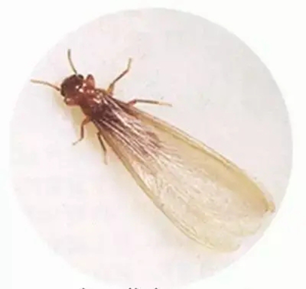 成图百灵鸟|气温回升蚊虫活跃，大水蚁横行，门窗如何做到全面无漏洞？