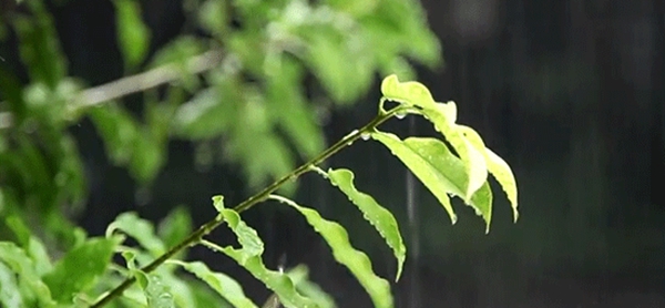 蝶绣软装梅雨季墙布保养方法 让墙布远离“霉烦恼”
