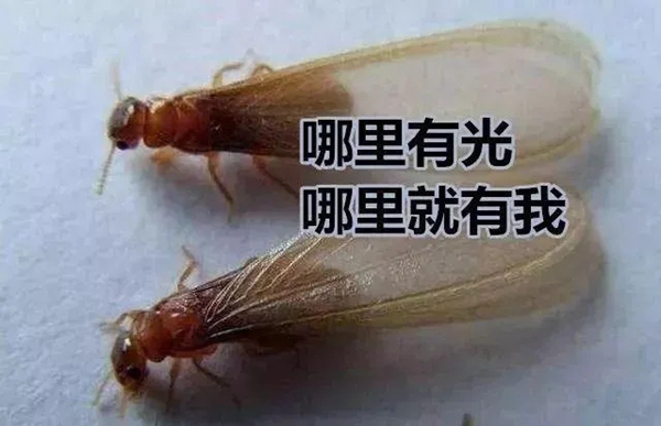 穗福门窗：家有推拉窗，怎阻止夏日大水蚁入屋？