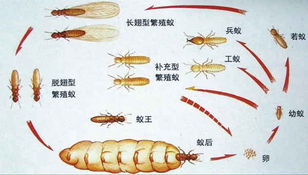 穗福门窗：家有推拉窗，怎阻止夏日大水蚁入屋？
