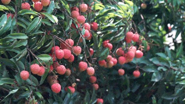 安泰荔枝节全国热烈开启,与行业协会共同接“荔”