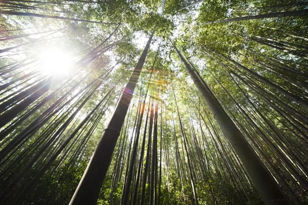 森林与共 原态不息 | FSC＆PEFC双重森林认证为好莱客全屋定制原态加冕