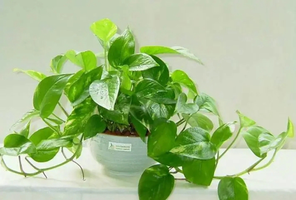 瓦科艺术涂料：原来除甲醛最有效的不是绿植，而是...