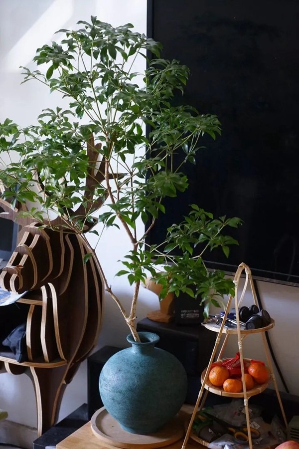 兔宝宝健康家居番外篇:家居绿植搭配攻略 兔宝宝健康家居番外篇:家居绿植搭配攻略