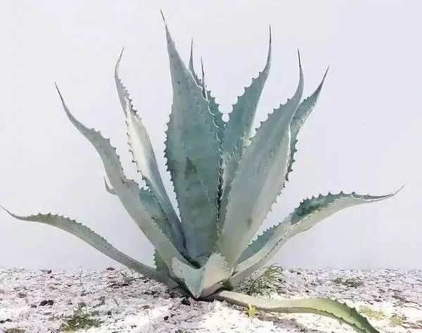瓦科艺术涂料：原来除甲醛最有效的不是绿植，而是...