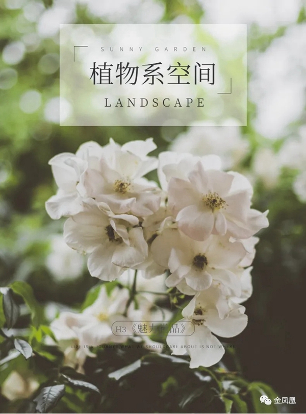 金凤凰软装H3《魅力尚品》：  “会呼吸”的植物系空间
