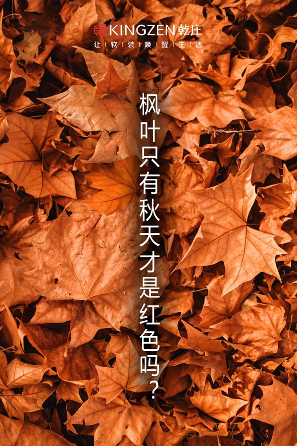 乾庄新品赏析，枫吹漫天让你拥有最美的秋色！