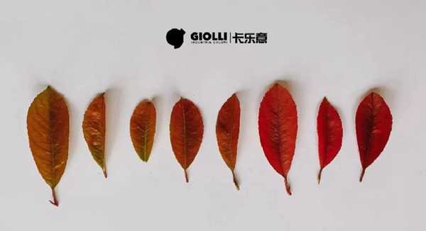 卡乐意：秋来，橙意渐浓