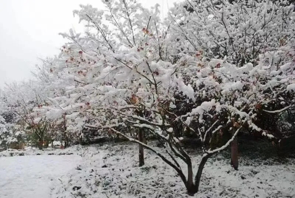 GWINT格温特门窗定制|初雪，遇见门窗的美