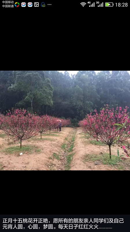 二月桃花艳，醉美伊百丽