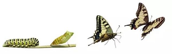 博森特彩窗 · 化茧成蝶 