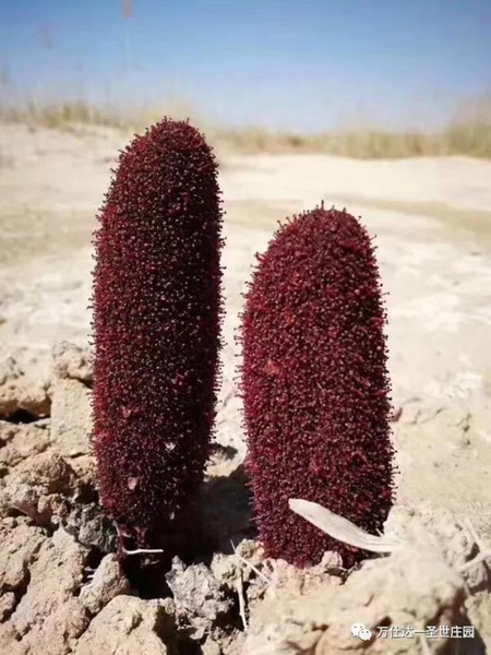 戈壁徒步赛万仕达·聖世庄园赞助中大思博夺冠