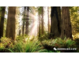 唐朝楼梯&全屋实木定制：唐朝进口名贵木种介绍