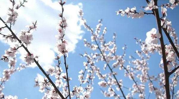 沃莱菲壁纸壁布与三月平分春色，只为把春意留在你家