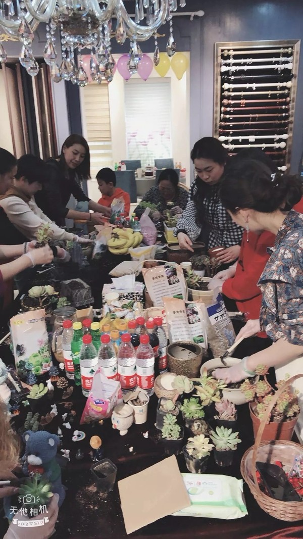 摩力克窗帘济南店多肉植物DIY活动成功举办，一起设计多肉拼盘吧！
