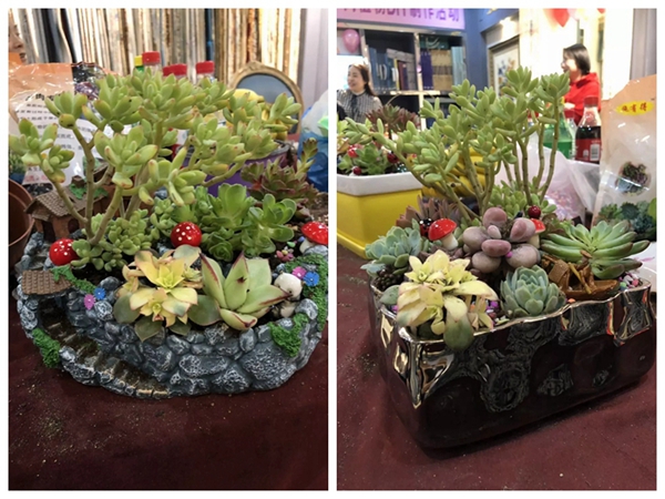 摩力克窗帘济南店多肉植物DIY活动成功举办，一起设计多肉拼盘吧！
