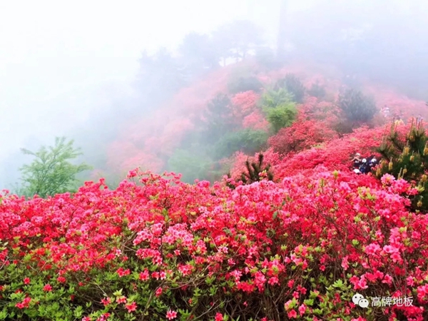 高牌地板这次团建,果然是不虚此行啊! 高牌地板这次团建,果然是不虚此行啊!