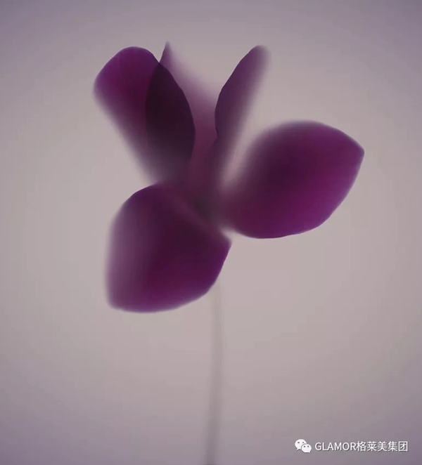 格莱美墙纸：色彩让家告别千篇一律