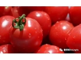 馨领域：番茄红 优雅时尚热情乐观