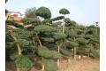 河南潢川苗木基地