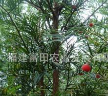 优质南方红豆杉大苗