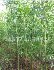 美国竹柳0.5m 绿化苗木