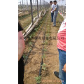 重庆滴灌带参数 涪陵区过滤器