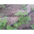 滴灌带用途广泛 河南渗水带工程设计